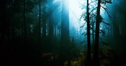 Mysterious Forest with Sunlight Filtering Through Foggy Trees at Dawn