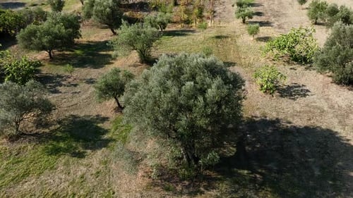 Field with Olive Trees Aerial View