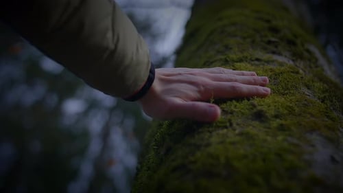 Hand Gestures on a Tree Trunk Feeling the Rough Wood with Their Thumb