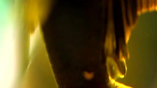 Extreme Close Up Panning from tail to head of Pleco Catfish Suctioned To The Glass Of An Aquarium Ta