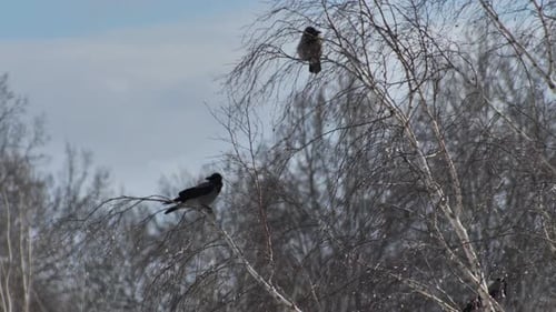 Gray crow sits on top of a birch branch. The crow flies away
