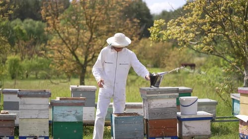 Beekeeper Inspecting Beehives in Rural Apiary