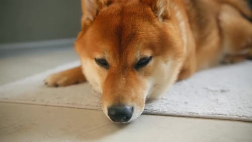 Sleepy Shiba Inu Dog Falling Asleep