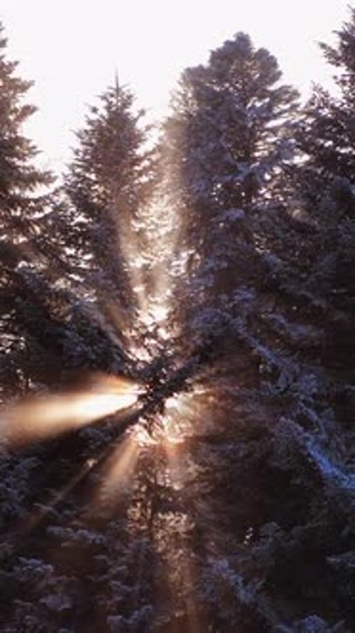 Snowy Evergreen Trees with Golden Sun Rays