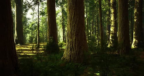 Sunlight Filters Through Tall Trees in a Dense Forest During Midday Hours