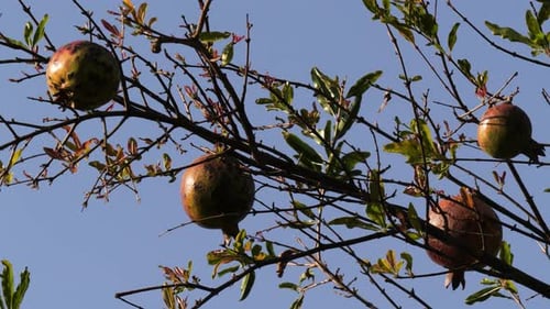 Pomegranates ripening on tree branch