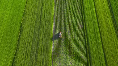 Tractor Sprays Fertilizer on Agricultural Plants on the Rapeseed Field Top View