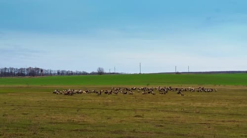 Sheep Grazing Peacefully in Green Rural Pasture