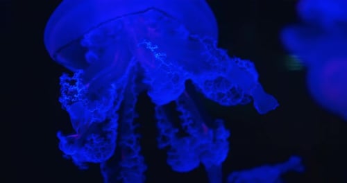 Intricate jellyfish with curling appendages glowing in dark blue ocean water. Background with copy s
