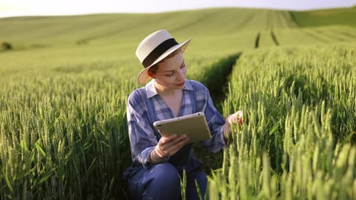Farmer Inspecting Wheat Field