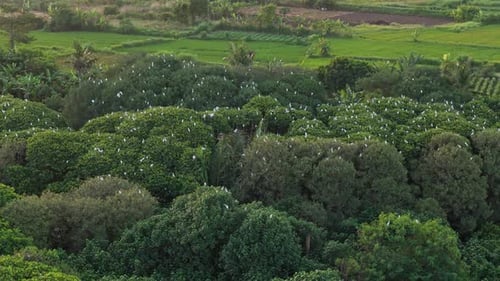 Aerial view of a flock of white egrets flying and perching on the tops of green trees