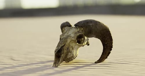 Skull of a Ram Resting on Desert Sand at Sunset Near a City Skyline