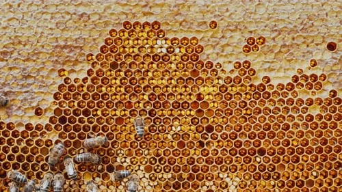 Karnika Family Bees Working Hive Collecting Honey in Summer Sealing Honeycomb