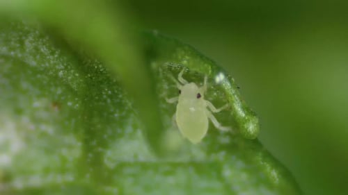 Tiny Greenfly Aphid Antennas Groping On Infested Garden Plant, Macro