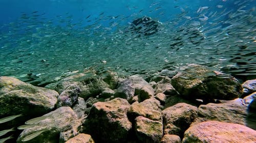 Large School Of Fish And Sea Rocks - Underwater Shot
