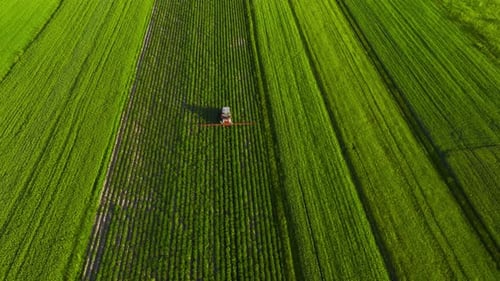 Tractor Sprays Fertilizer on Agricultural Plants on the Rapeseed Field Top View
