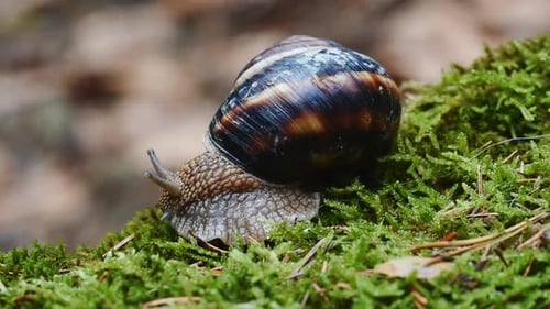 Helix Lucorum — Schnecke bewegt Kopf und Augen langsam auf grünem Moos.