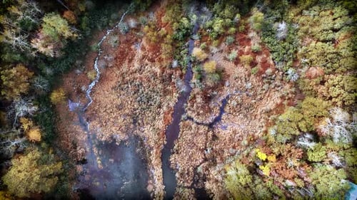 Marais dans les bois feuillagés d'automne, filant depuis le sommet de l'après-midi.