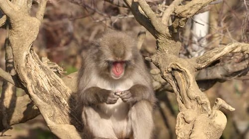 Macaco japonés (mono de nieve) sentado en la rama de un árbol examinando casualmente y abriendo una cáscara dura