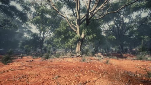 Misty Australian Bushland with Eucalyptus Trees and Red Earth
