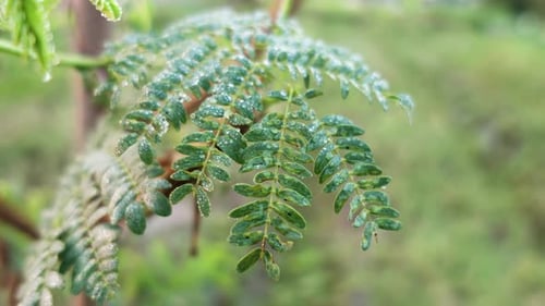 Leucaena leucocephala leaves are wet