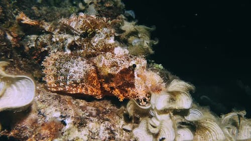 Camouflaged scorpionfish resting on coral and shells during a night dive in Mauritius