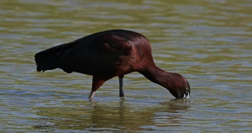 Glossy ibis, Plegadis falcinellus, Camargue, France