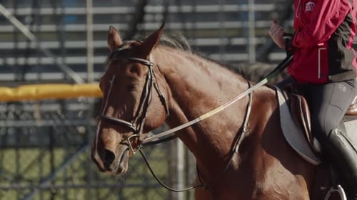 Portrait of a Horse with a Rider at a Riding School