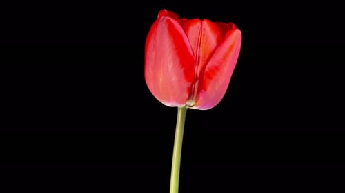 Red Tulip Blooming in Time Lapse