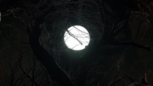 Nighttime Scene of Silhouetted Branches and Full Moon