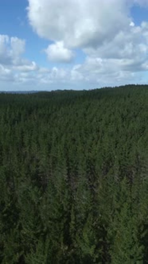 Top-down drone shot of dense green pine forest canopy.