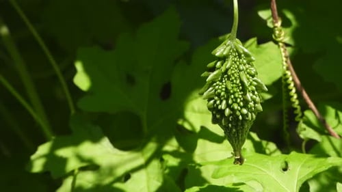 Green bitter melon . green - mp4.