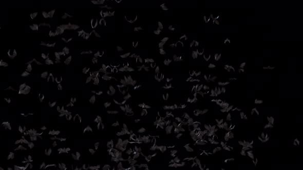 Bat Flock Fly Loop on Alpha 4K., Backgrounds Motion Graphics ft. animal ...