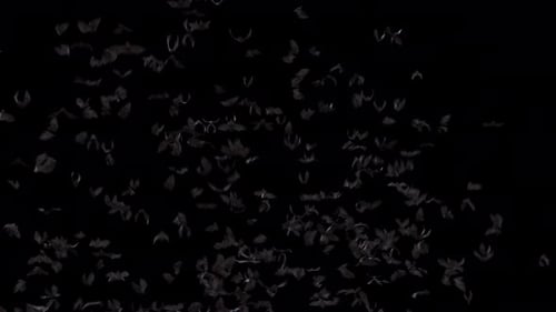 Bat Flock Fly Loop on Alpha 4K.