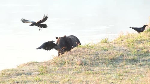 Grizzly bear running toward river in Yellowstone National Park.