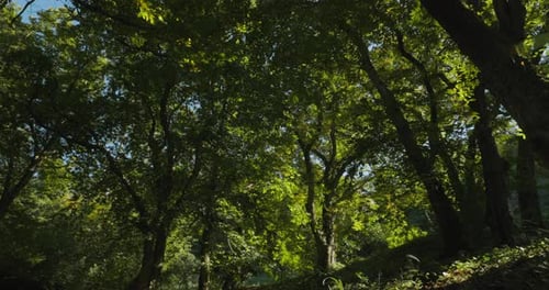 Bottom View From Foliar Forest Summer Sunny Day