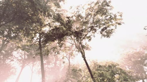 The Sun Shines Through the Trees in the Forest