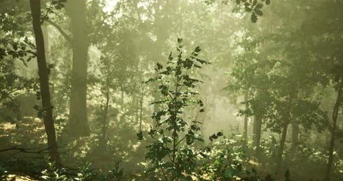 Morning Light Filters Through a Misty Forest Illuminating Lush Greenery