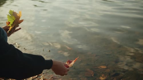 Maple Leaves in Woman Hands on River Background Closeup Female Put Maple Leaf in pondAutumn Mood