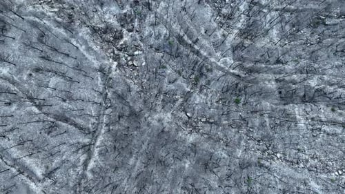 Overhead aerial view of burned ashy forest after fire, grey dead trees, dolly in