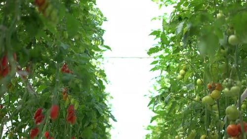 mûr pour la cueillette de tomates rouges