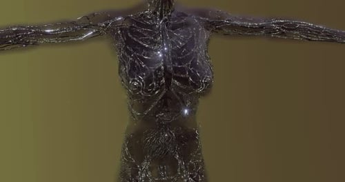 Detailed Exploration of Human Blood Vessels Veins and Arteries in Anatomy