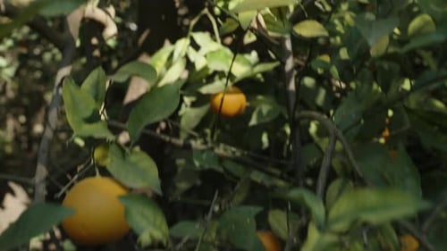A multitude of orange fruits on dense tree branches in a sunny citrus orchard.