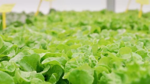 Vibrant Rows of Lettuce Growing in Greenhouse