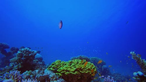 Soft-Hard Corals Colourful Fish