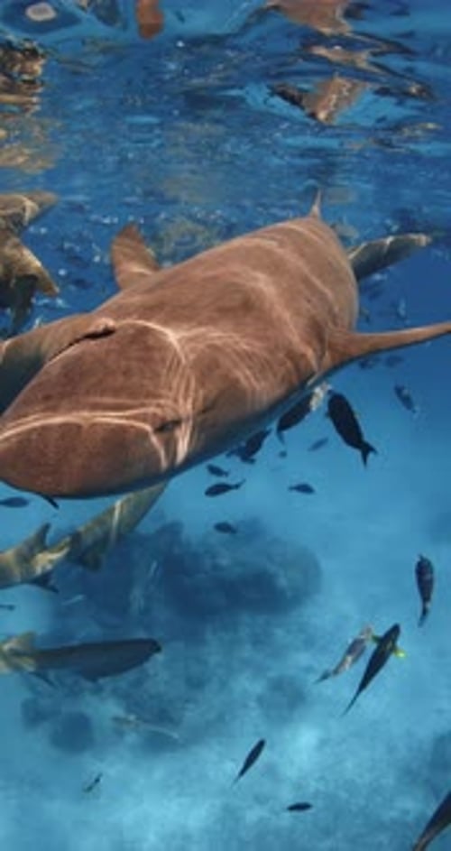 Sharks in Tropical Blue Sea School of Fish and Sharks Underwater in Ocean