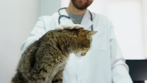 Veterinário acariciando um gato doméstico fofo antes do procedimento