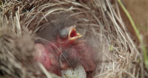 Baby Birds Awaiting Food in Natural Nest