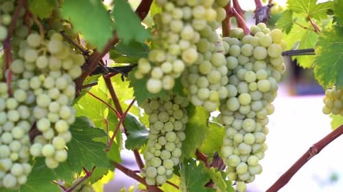 Green Wine Grapes on Vineyard Vine