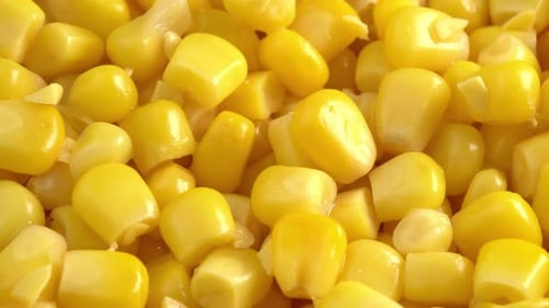 Close Up of Cooked Yellow Corn Kernels